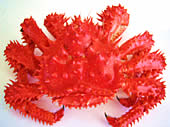 根室名物・花咲ガニ